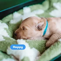 Happy, a male Goldendoodle for sale in Lewisville, TX – 7 of 7