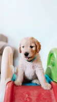Happy, a male Goldendoodle for sale in Lewisville, TX – 3 of 7