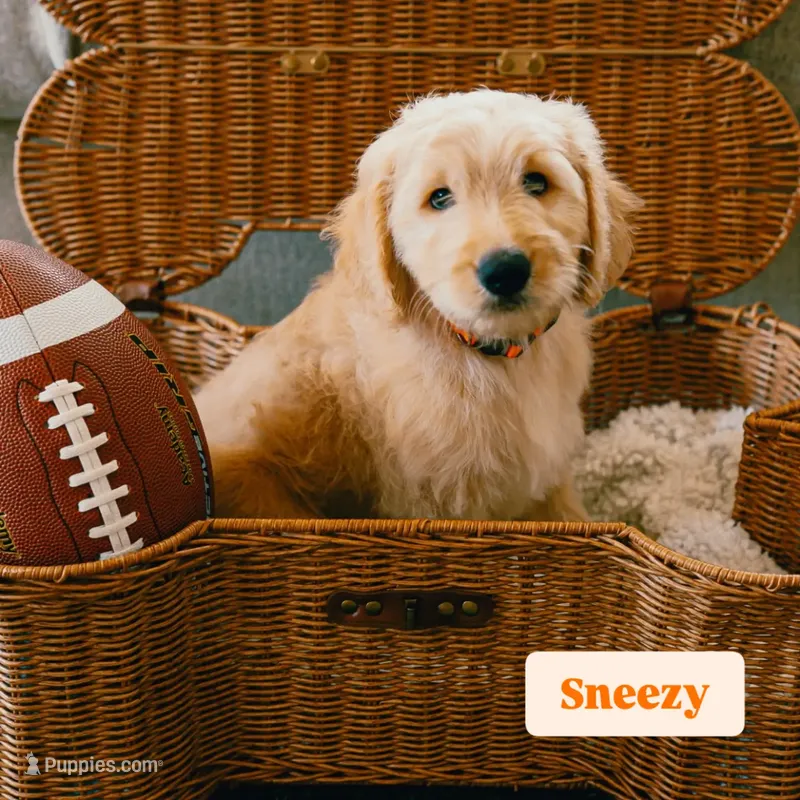 Sneezy  – Goldendoodle puppy for sale in Lewisville, TX