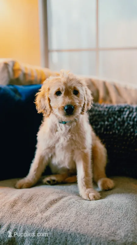 Happy – Goldendoodle puppy for sale in Lewisville, TX
