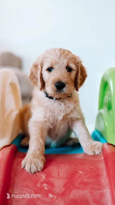 Sleepy  – Goldendoodle puppy for sale in Lewisville, TX
