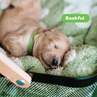 Bashful, a male Goldendoodle for sale in Lewisville, TX – 5 of 5