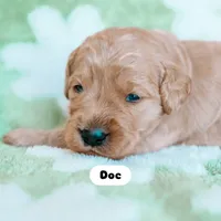 Doc, a male Goldendoodle for sale in Lewisville, TX – 4 of 5