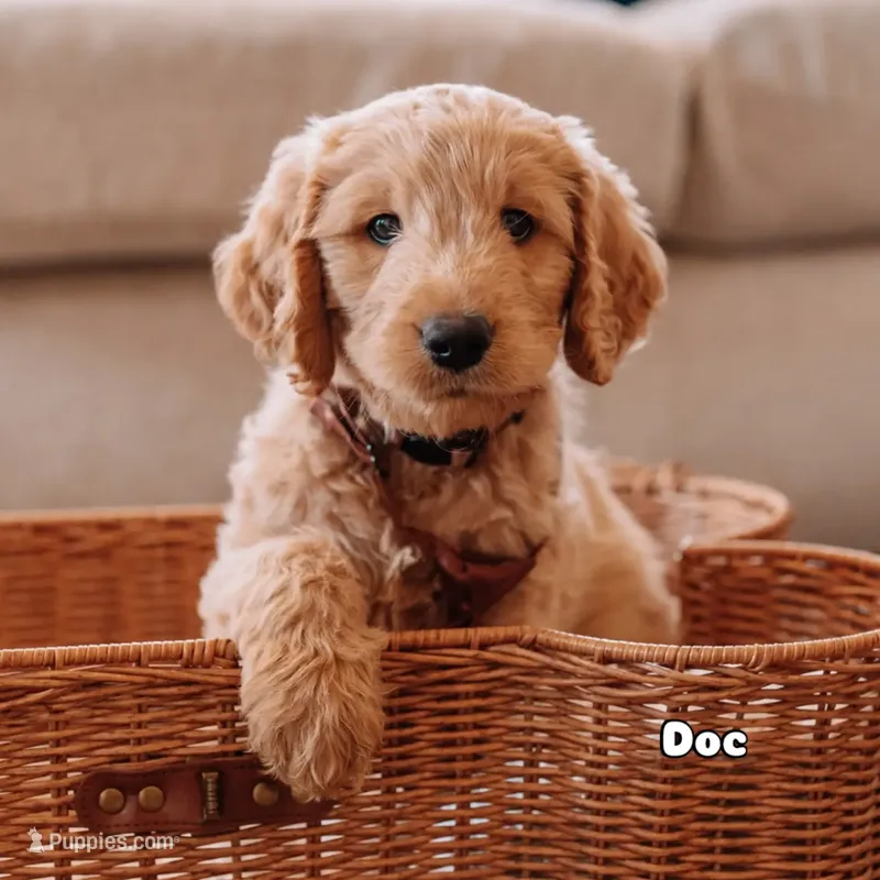 Doc – Goldendoodle puppy for sale in Lewisville, TX