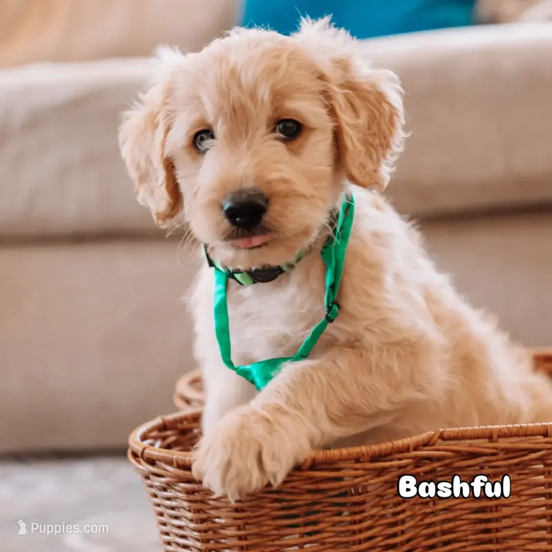 Bashful – Goldendoodle puppy for sale in Lewisville, TX