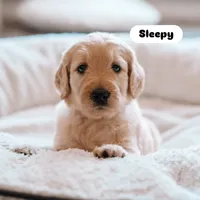 Sleepy , a male Goldendoodle for sale in Lewisville, TX – 2 of 5