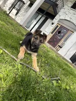 Ansly, a female German Shepherd Dog for sale in South Bend, IN – 6 of 6