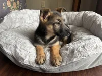 Ansly, a female German Shepherd Dog for sale in South Bend, IN – 2 of 6