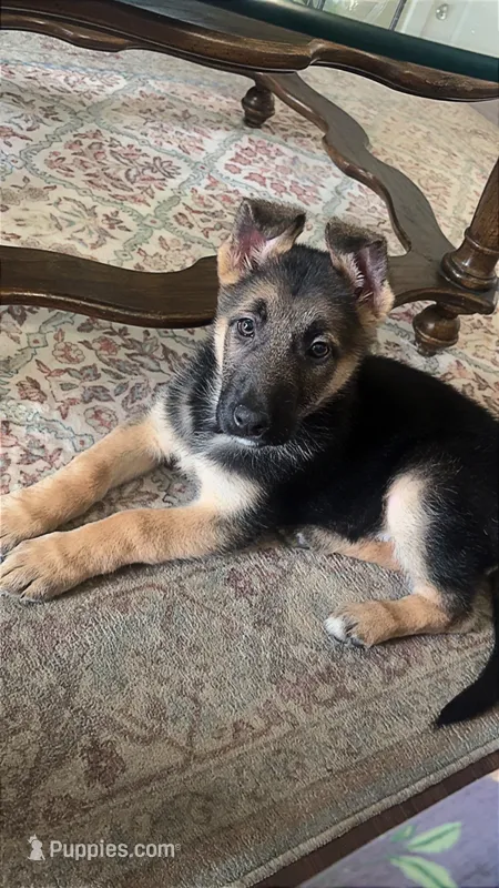 Ansly – German Shepherd Dog puppy for sale in South Bend, IN