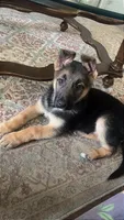 Ansly, a female German Shepherd Dog for sale in South Bend, IN – 1 of 6
