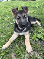 Ansly, a female German Shepherd Dog for sale in South Bend, IN – 5 of 6