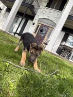 Ansly, a female German Shepherd Dog for sale in South Bend, IN – 4 of 6
