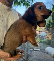 Long Hair Mini Dachshund Girl, a female Miniature Dachshund for sale in Royston, GA – 3 of 6
