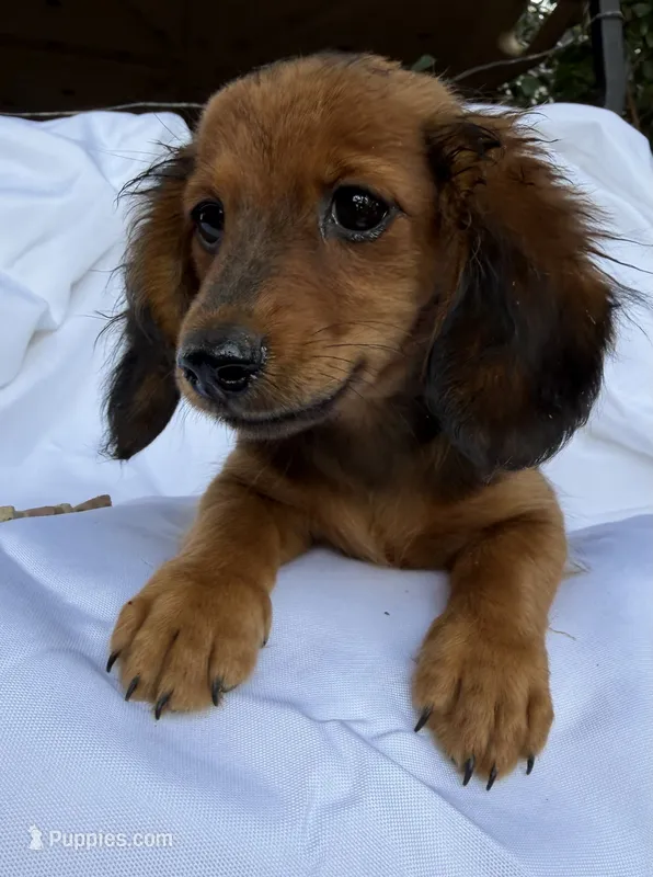 Long Hair Mini Dachshund Girl – Miniature Dachshund puppy for sale in Royston, GA