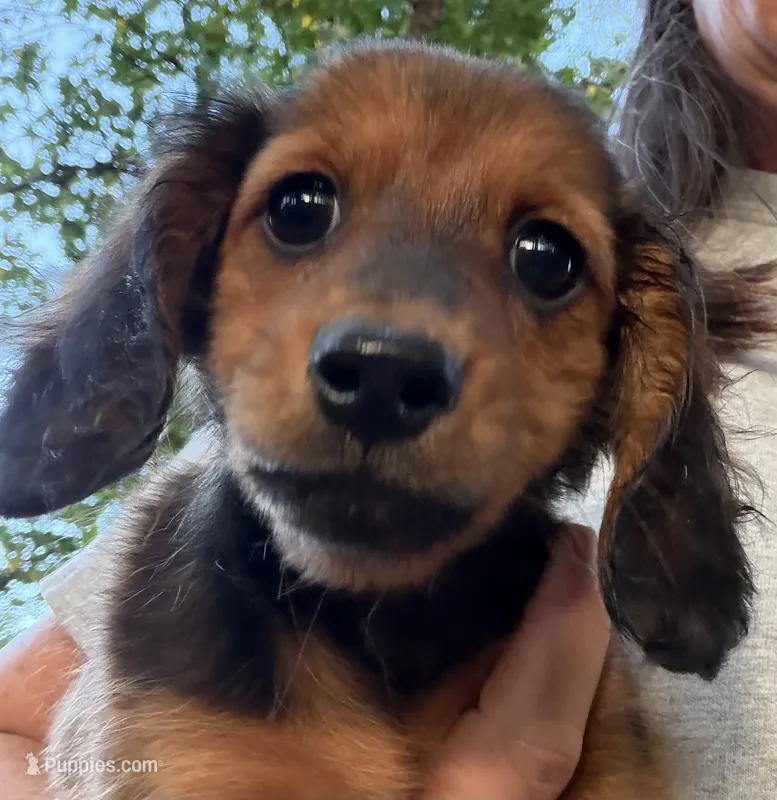 Long Hair Mini Dachshund Girl – Miniature Dachshund puppy for sale in Royston, GA