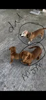 Long Hair Mini Dachshund Girl, a female Miniature Dachshund for sale in Royston, GA – 4 of 6