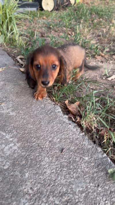 Long Hair Mini Dachshund Girl, a female Miniature Dachshund for sale in Royston, GA – 6 of 6