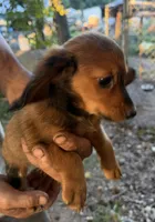 Long Hair Mini Dachshund Girl, a female Miniature Dachshund for sale in Royston, GA – 5 of 6