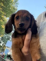 Long Hair Mini Dachshund Girl, a female Miniature Dachshund for sale in Royston, GA – 2 of 6
