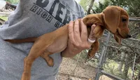 Short hair tan girl mini dachshund, a female Miniature Dachshund for sale in Royston, GA – 3 of 4