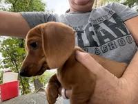 Short hair tan girl mini dachshund, a female Miniature Dachshund for sale in Royston, GA – 4 of 4
