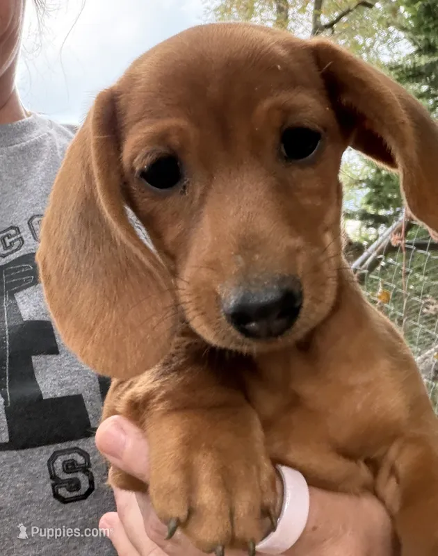 Short hair tan girl mini dachshund – Miniature Dachshund puppy for sale in Royston, GA