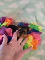 Pick your name , a male Yorkshire Terrier for sale in Cherryville, NC – Photo 1 of 2