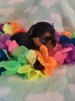 Pick your name , a male Yorkshire Terrier for sale in Cherryville, NC – Photo 2 of 2