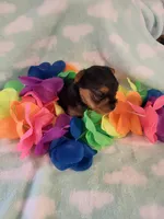 Pick your name , a male Yorkshire Terrier for sale in Cherryville, NC – Photo 2 of 2