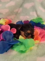 Pick your name , a male Yorkshire Terrier for sale in Cherryville, NC – Photo 1 of 2