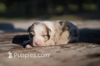 Nemo – Border Collie puppy for sale in Florence, SC