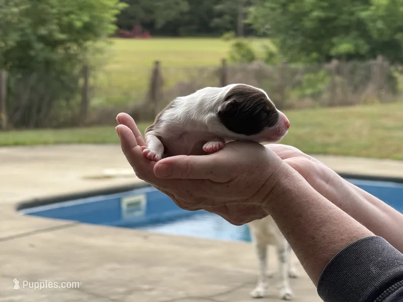 Moby – Border Collie puppy for sale in Florence, SC