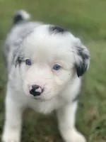 Jaws, a male Border Collie for sale in Florence, SC – 1 of 6