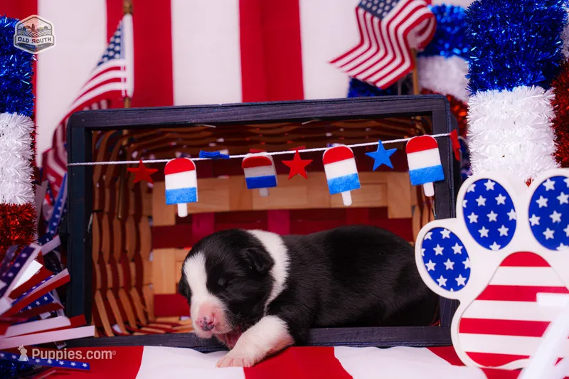 Plankton – Border Collie puppy for sale in Florence, SC