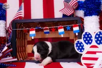 Plankton, a male Border Collie for sale in Florence, SC – 8 of 9