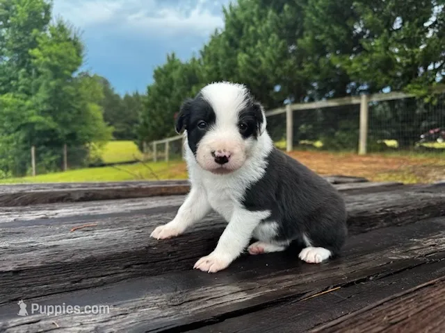 Flounder – Border Collie puppy for sale in Florence, SC