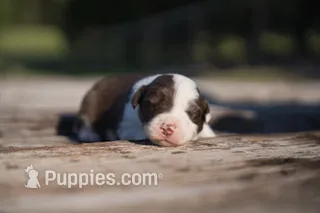 Moby – Border Collie puppy for sale in Florence, SC