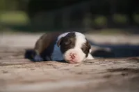 Moby, a male Border Collie for sale in Florence, SC – 1 of 3