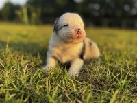 Jaws, a male Border Collie for sale in Florence, SC – 5 of 6