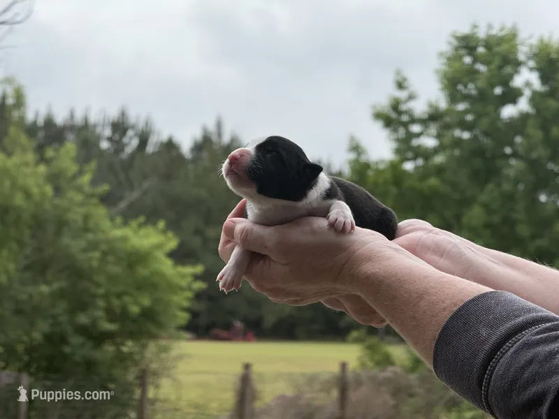 Plankton – Border Collie puppy for sale in Florence, SC