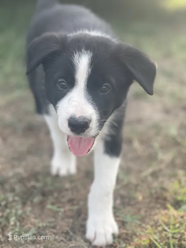 Plankton – Border Collie puppy for sale in Florence, SC