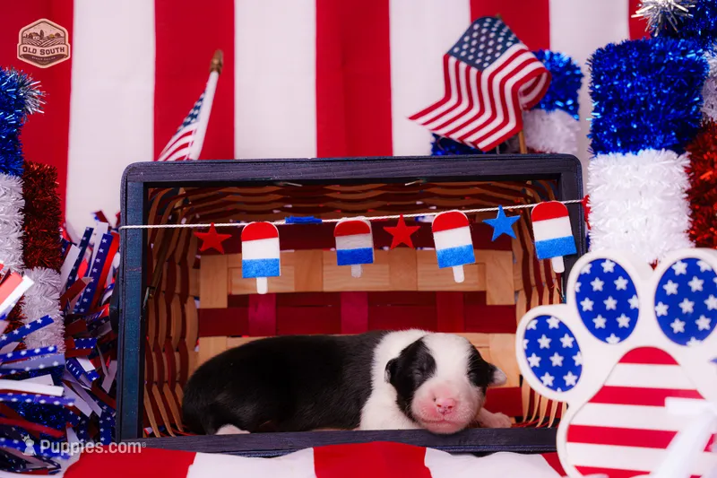 Flounder – Border Collie puppy for sale in Florence, SC