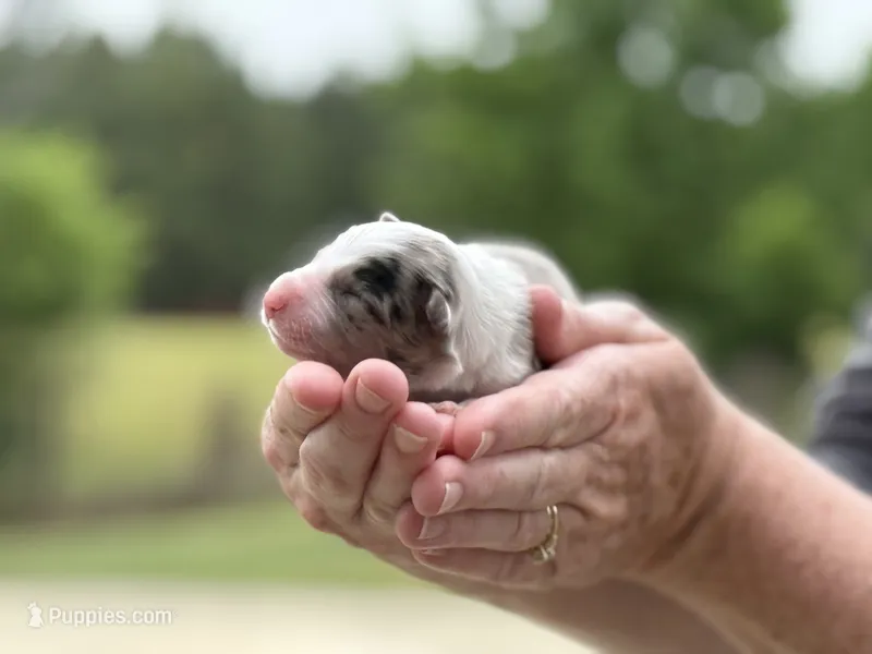 Bubbles, a female Border Collie for sale in Florence, SC – 1 of 1