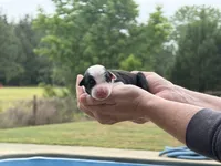 Flounder, a male Border Collie for sale in Florence, SC – 1 of 1