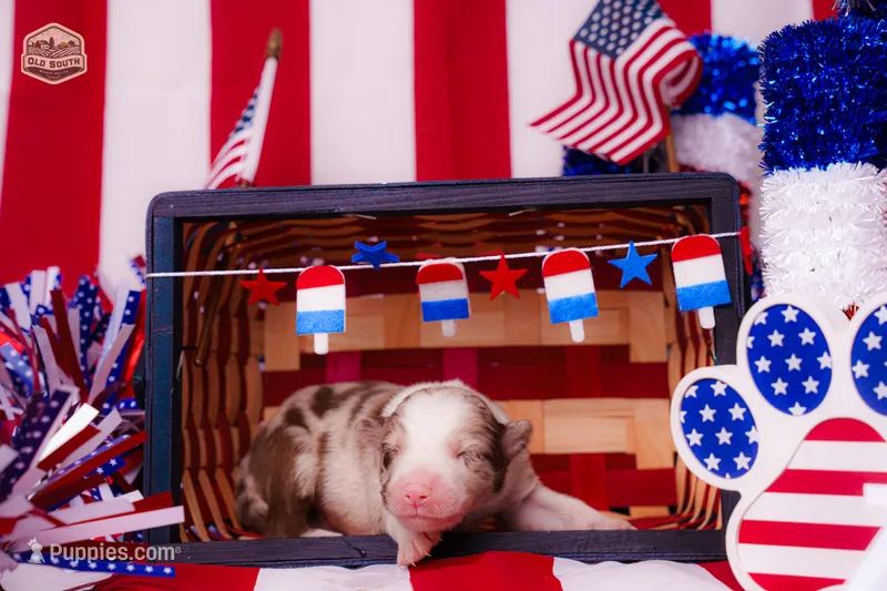 Nemo – Border Collie puppy for sale in Florence, SC