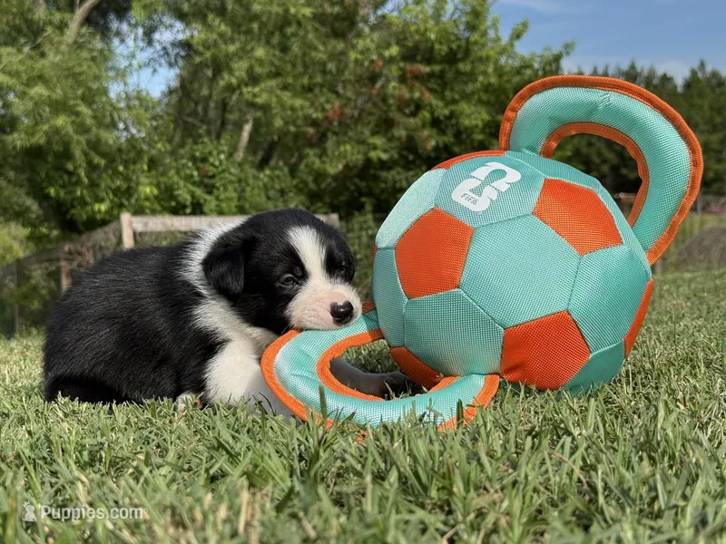 Plankton – Border Collie puppy for sale in Florence, SC