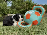 Plankton, a male Border Collie for sale in Florence, SC – 4 of 9