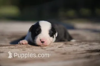Flounder – Border Collie puppy for sale in Florence, SC