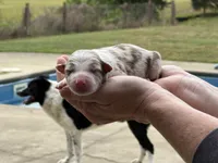 Nemo, a male Border Collie for sale in Florence, SC – 1 of 1