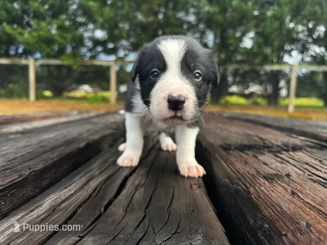 Plankton – Border Collie puppy for sale in Florence, SC